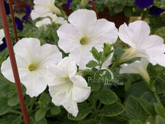 Петуния ампельная Opera белая