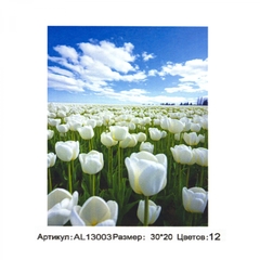 Картина по номерам Alingar, 20х30 см, 12 цветов, с акриловыми красками, холст на подрамнике, "Белые тюльпаны"