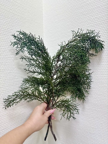 Кипарис зелёный стабилизированный