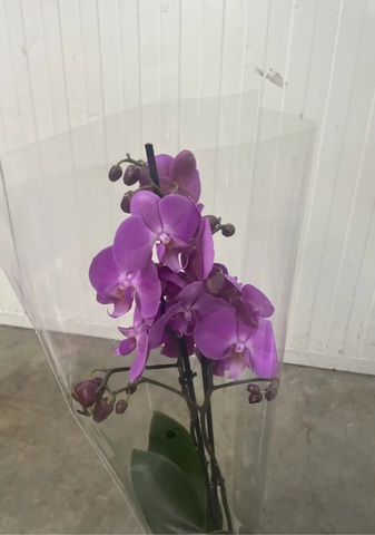 Фаленопсис микс, 2 ствола
