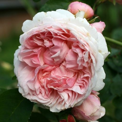 Модная мужская соломенная шляпа для женщин, летняя трендовая пляжная шляпа от со