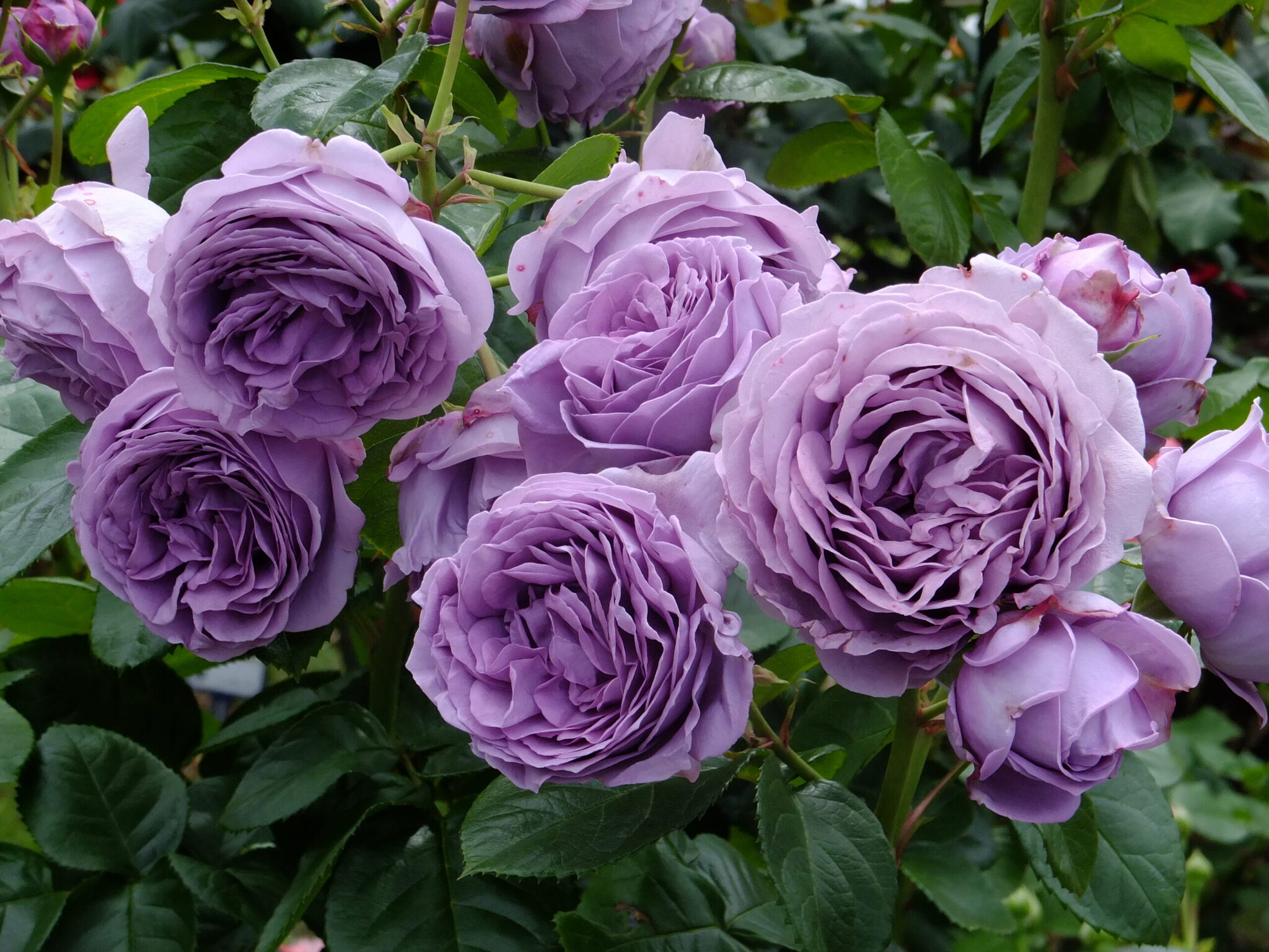 Лавандовый Букет (Lavender Bouquet) пепельная роза. розы сиреневого цвета.  розы овчарова на весну. роза люксембург киров. розы казань. питомники роз в  россии. розы флорибунда фото отзывы. сколько лет розе. роза де ронсар.