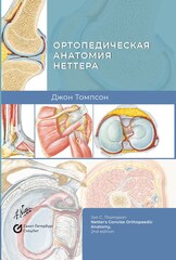 Ортопедическая анатомия Неттера