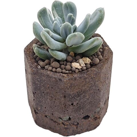 Суккулент Пахиверия Вариегата