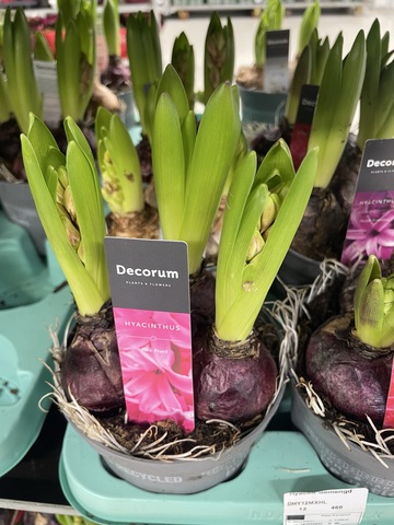 Гиацинт Микс 3 луковицы