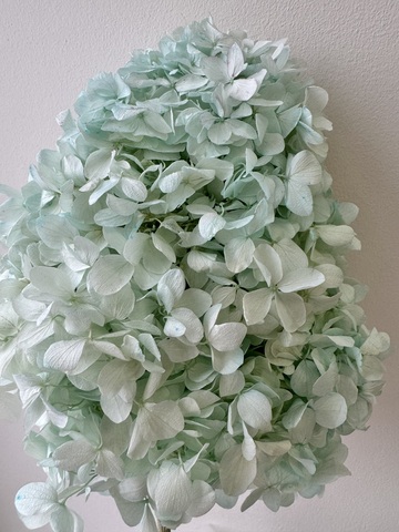 Гортензия стаб. пирамидальная Тиффани