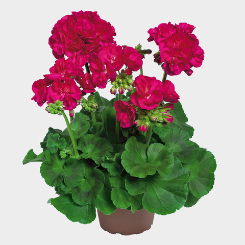 2820 Пеларгония зональная QUALITY LINE PAC FOXY (Весна 2026)