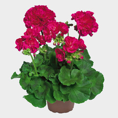 2820 Пеларгония зональная QUALITY LINE PAC FOXY (Весна 2026)