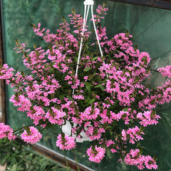 3401 Сцевола BLESSING PINK (ВЕСНА 2025)