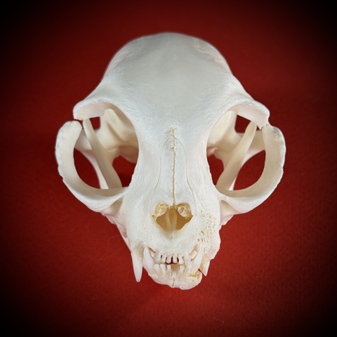 Череп кота в подарочной коробке