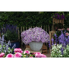 19126 Калибрахоа TIK TOK SKY BLUE (ОСЕНЬ 2025)