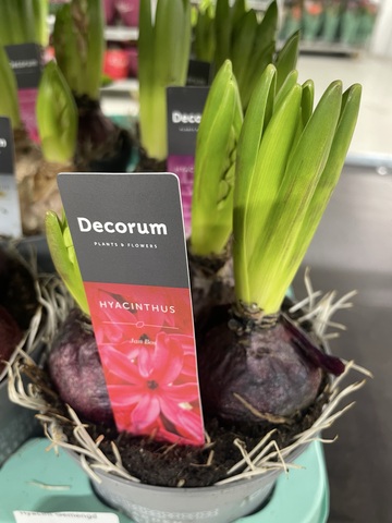 Гиацинт Микс 3 луковицы