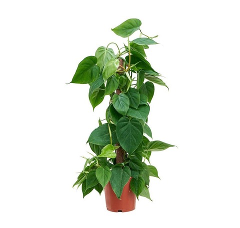 Филодендрон (опора)