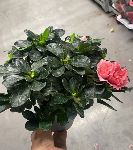 Азалия Индика Розовая