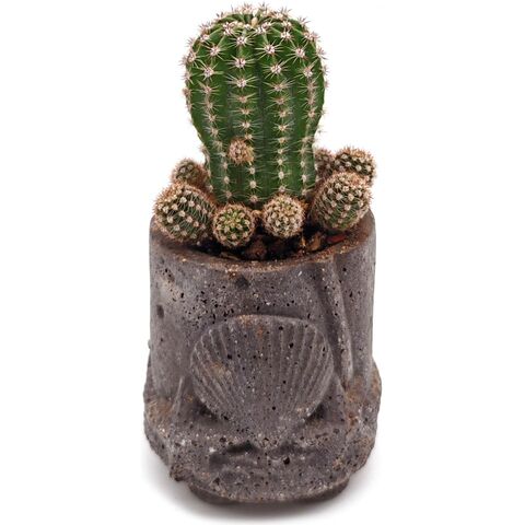 Живой кактус Ребуция Пигмея