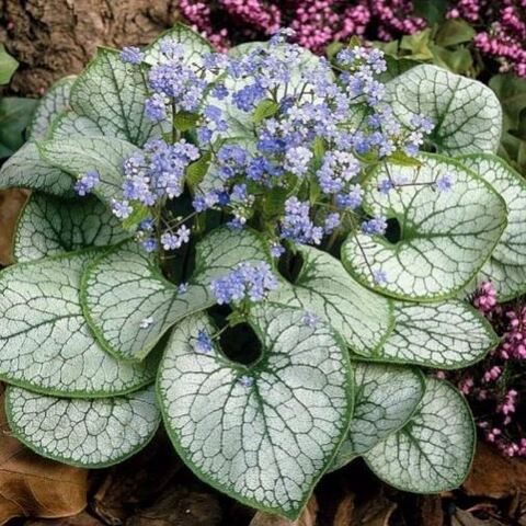 Бруннера крупнолистная Сильвер Харт