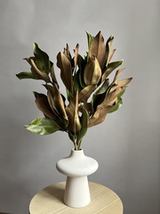 Магнолия листья