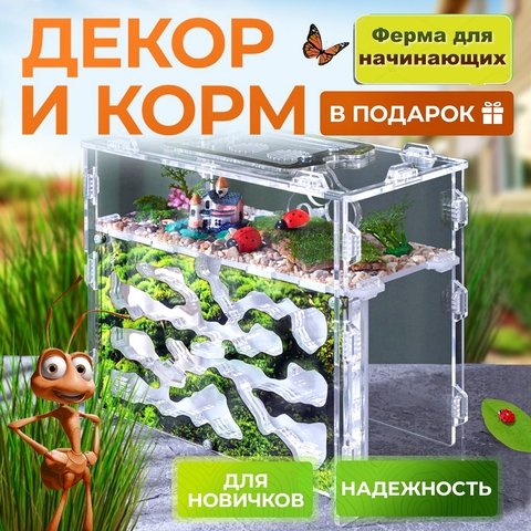 Муравьиная ферма с муравьями 