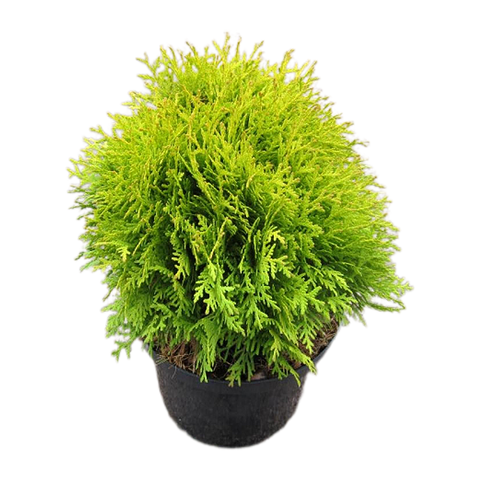 Туя западная 