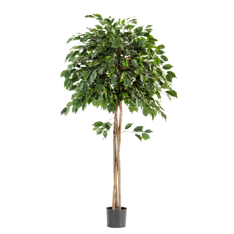 Фикус Зонтичный штамб