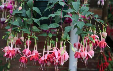 Фуксия Berba's coronation