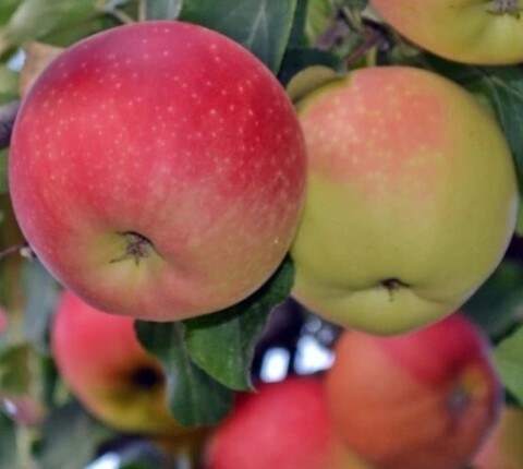 Яблоня Июльское Черненко