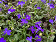 Лобелия ампельная темно-синяя