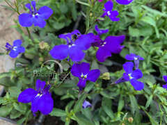 Лобелия ампельная темно-синяя
