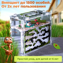 муравьиная ферма