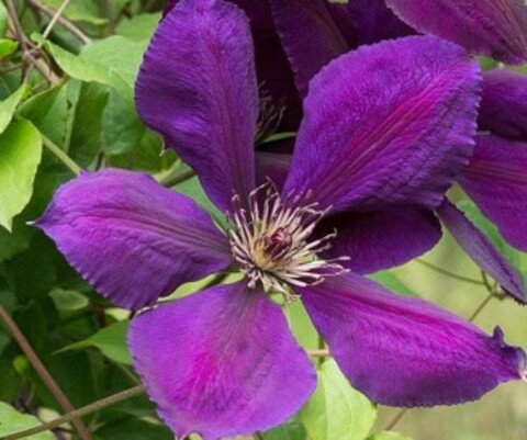 Клематис крупноцветковый Жакмани Суперба