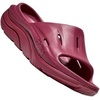BEET ROOT / BEET ROOT