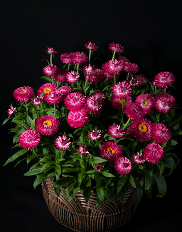 3903 Брактеанта GRANVIA DARK PINK FLAME (ВЕСНА 2025)