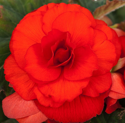 S2333 Бегония клубневая AmeriHybrid Roseform Scarlet Orange 5шт.