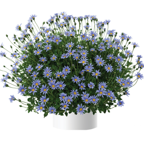 7512 Фелиция FELICITY BLUE (ВЕСНА 2025)