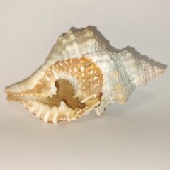 Ракушка Дисторсио смити (distorsio smithi), 8см