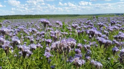 Цветущая фацелия