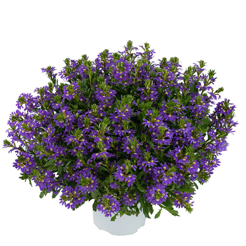 3403 Сцевола PURPLE HAZE (ВЕСНА 2025)
