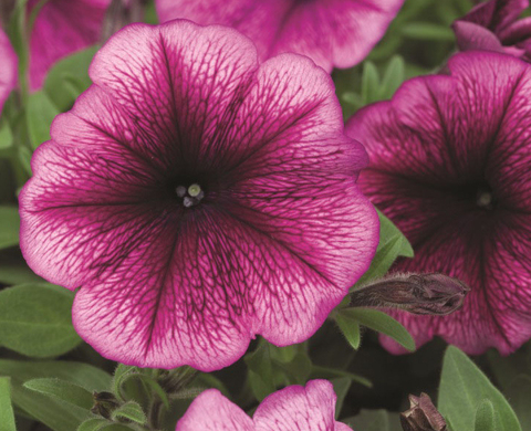 S6081 Петуния кустовая Multiflora Carpet Pmum 10шт.