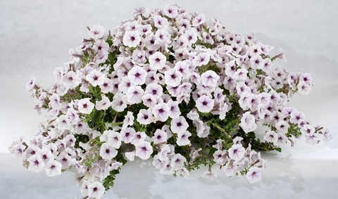 S57163 Петуния ампельная Pendolino Violet Ice 5 шт.