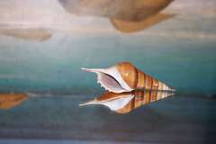 Тибия кирта (Tibia curta) 10-11 см.