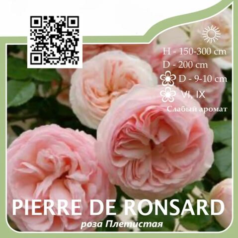 Роза плетистая 