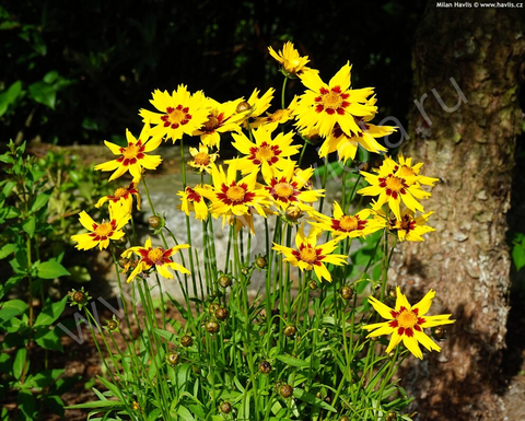 S4102 Кореопсис Grandiflora Sunkiss 5шт.