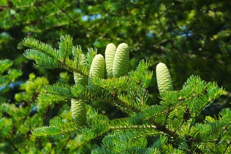 Семена Пихта цельнолистная Abies holophylla