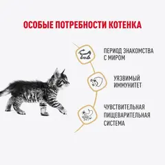 Royal Canin пауч для котят породы Мейн Кун 85г