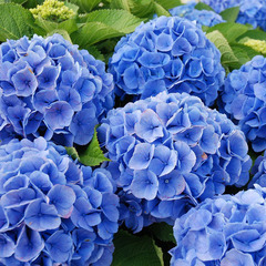 hydrangea bella blue