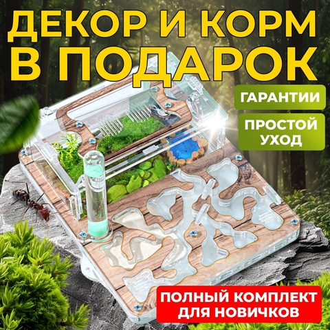 Муравьиная ферма с муравьями Стандарт 