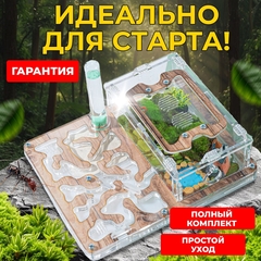 муравьиная ферма