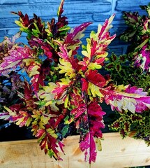 Buppa Тай колеус КСР