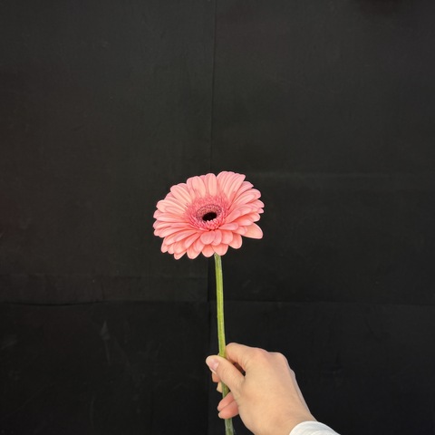 Гербера розовая / 1 шт