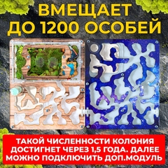 муравьиная ферма